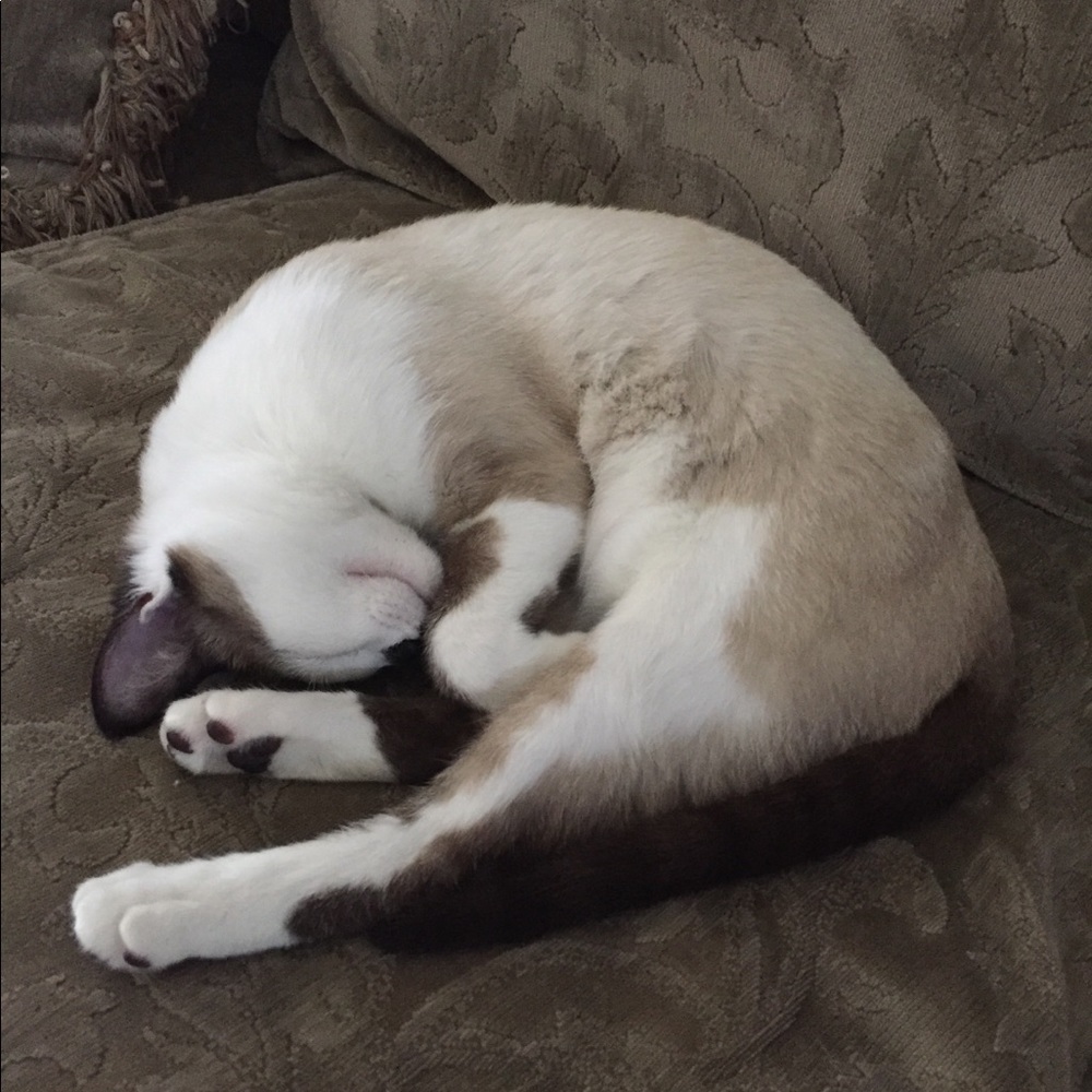 Meet your Posher, Taylor